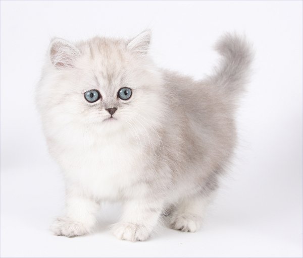 silver shaded chinchilla persian kittens for sale
